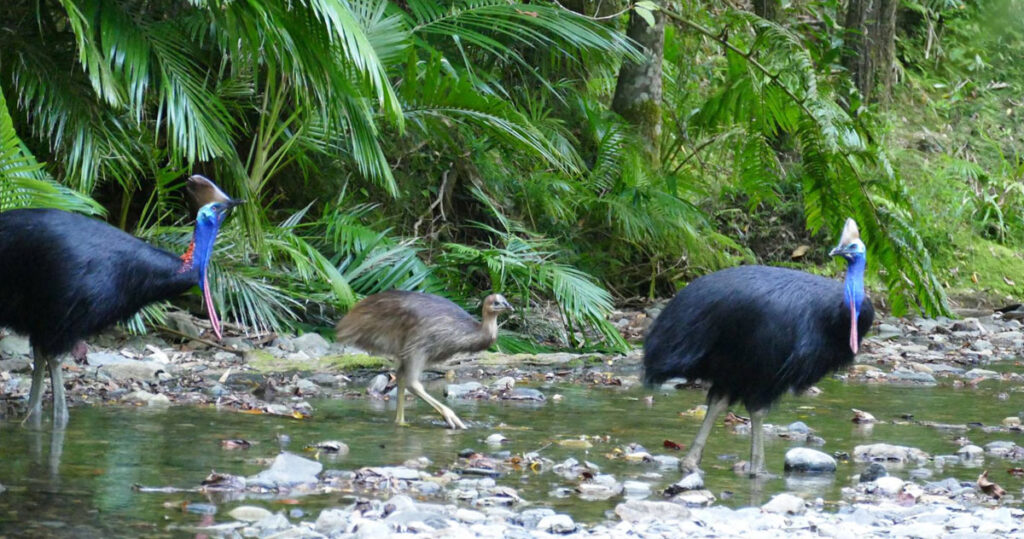 Heritage Lodge Cassowaries Daintree