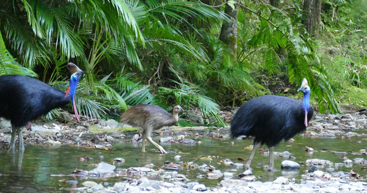 Interesting facts about Cassowaries Heritage Lodge