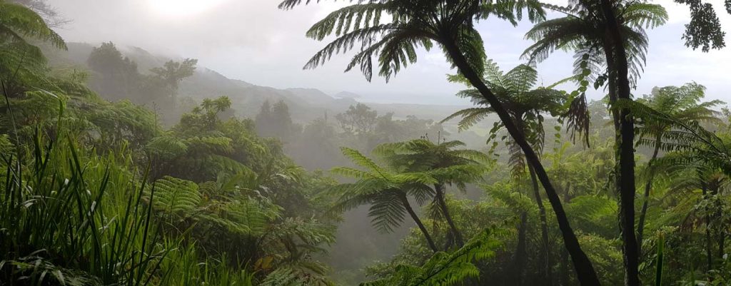 Daintree Walks and Lookouts