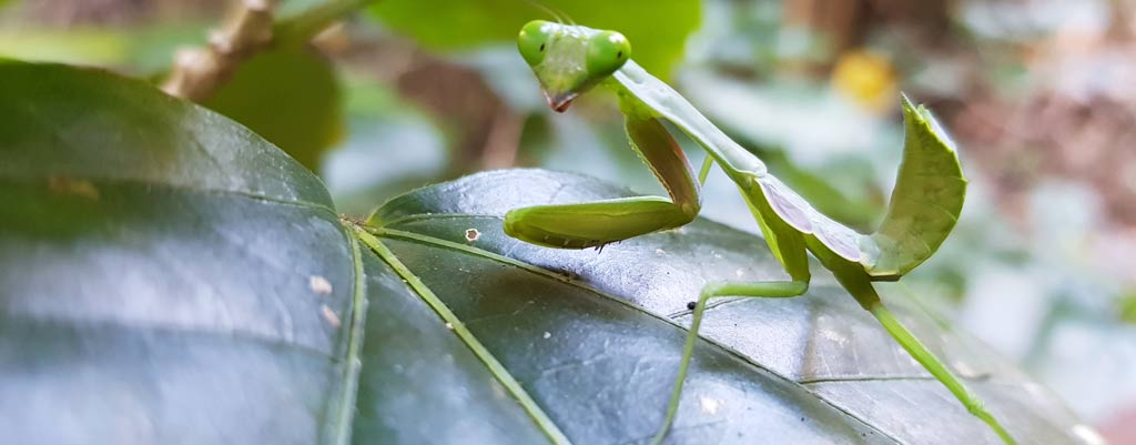 Daintree-Biodiversity