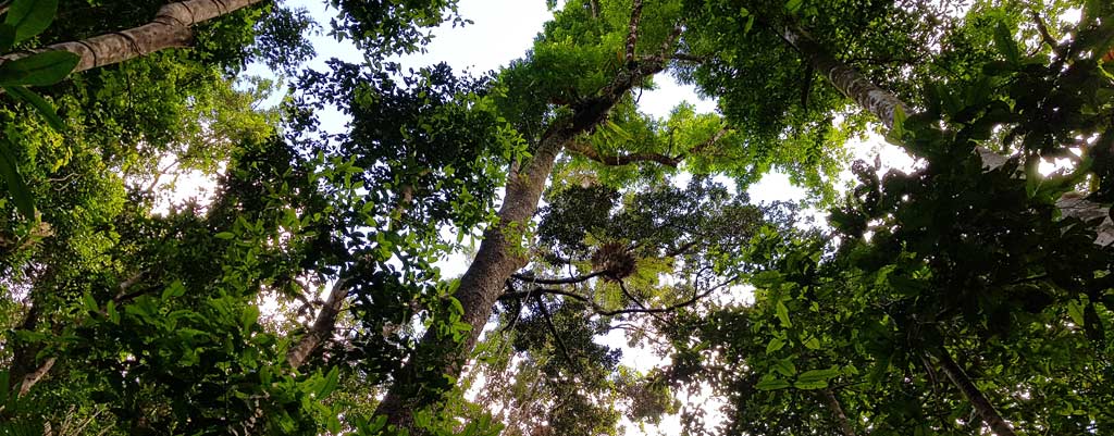 Daintree Forest Trees