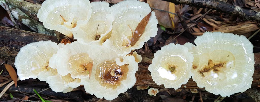 Daintree Fungus