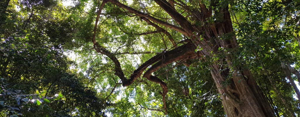 10 Amazing Daintree Rainforest Facts - Heritage Lodge