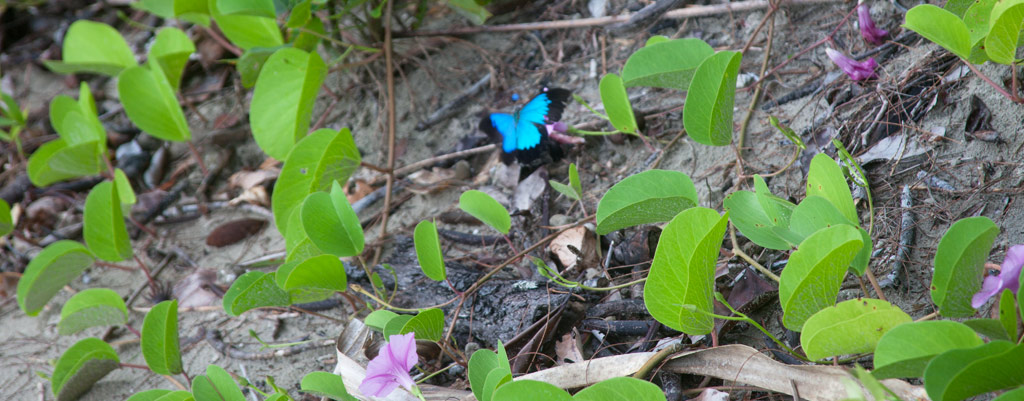 Ulysses Butterfly