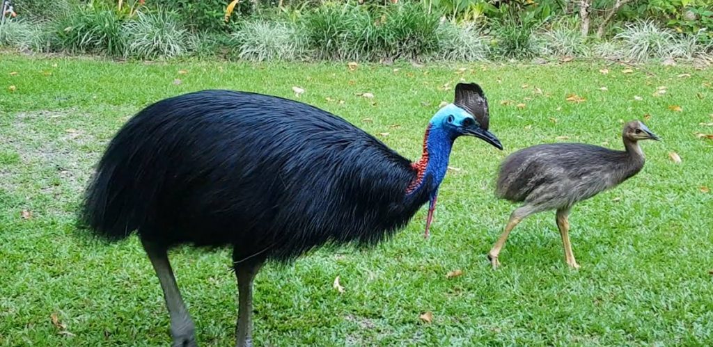 Cassowaries-Daintree-DigitalSpice